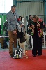 CH. infernal warrior Just for angels of paradise - 1st Excellent Intermediary Class Female CACS BOS CHAMPIONNE DE FRANCE