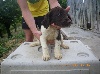 - Chiots femelles de Dara disponibles .