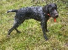 - Chiots drahthaars mâles disponibles !