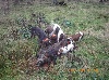 - Dernier weekend sur l'Aubrac .