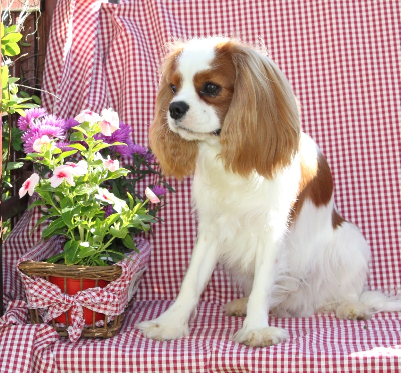 First de l'Aubellerie