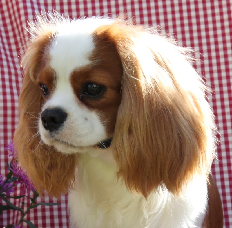 First de l'Aubellerie