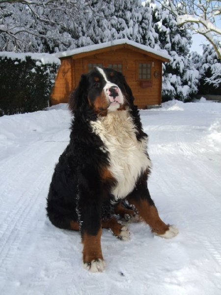 Faraon Du Jardin D'Unak