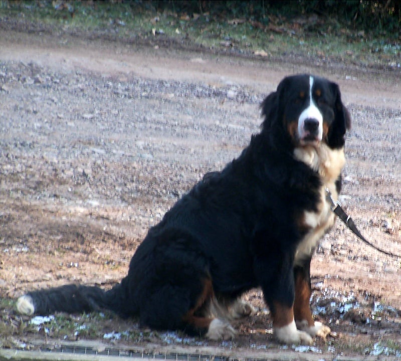 Fiona Du Jardin D'Unak