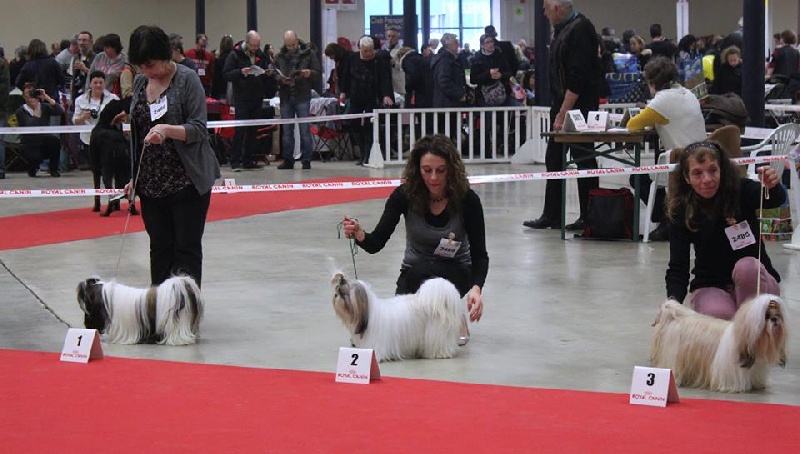 Hystoria Gang Sing's Paradise - 2ème excellent en classe intermédiaire