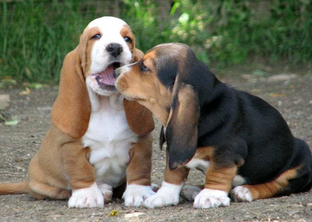 Accueil Elevage du clos des héllébores eleveur de chiens Basset Hound