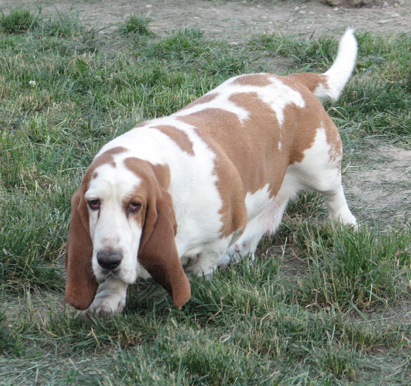 Publication : du clos des héllébores Auteur : vallez