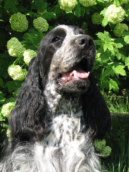 Publication : du clos des héllébores Auteur : vallez nadine