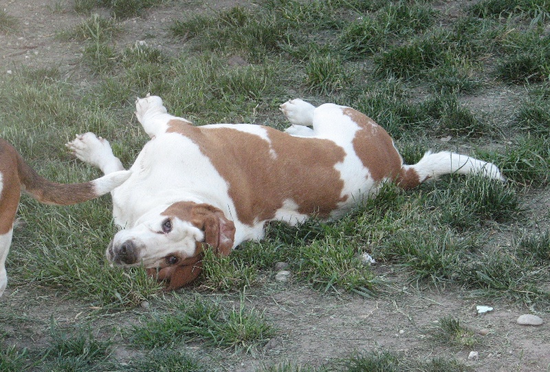 Publication : du clos des héllébores Auteur : vallez