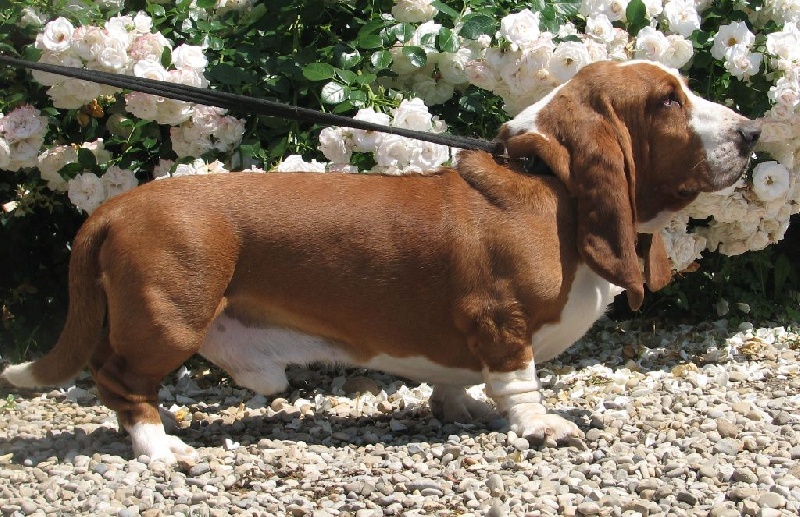 Publication : du clos des héllébores Auteur : vallez nadine