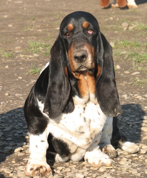 Publication : du clos des héllébores Auteur : nadine vallez