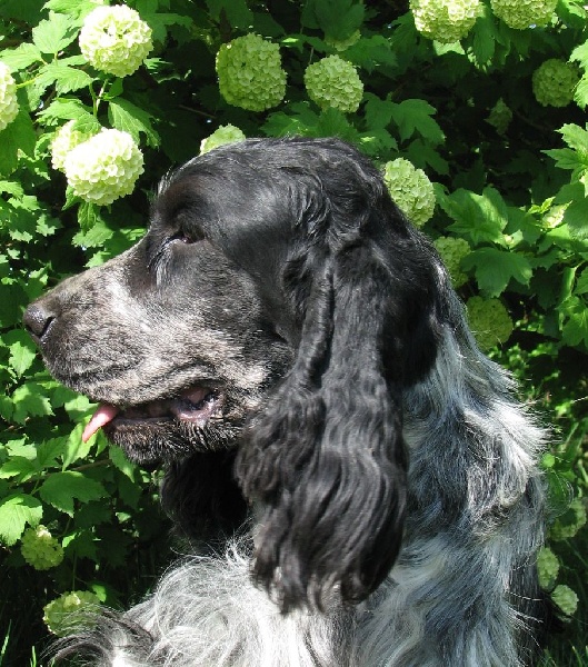 Publication : du clos des héllébores Auteur : vallez nadine