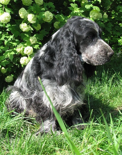 Publication : du clos des héllébores Auteur : vallez nadine