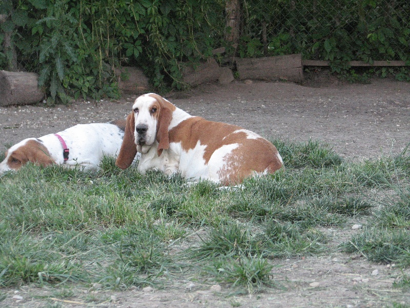 Publication : du clos des héllébores Auteur : vallez