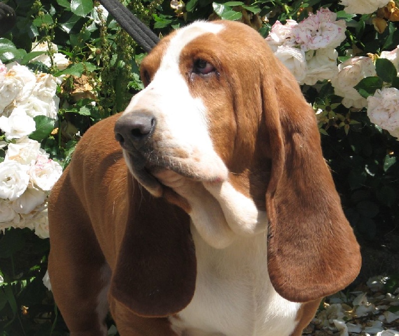 Publication : du clos des héllébores Auteur : vallez nadine