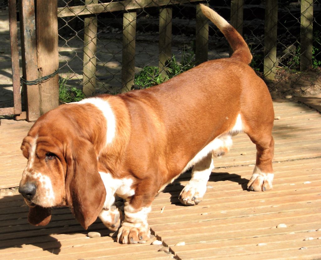 Publication : du clos des héllébores Auteur : vallez