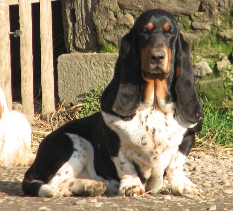 Publication : du clos des héllébores Auteur : nadine vallez