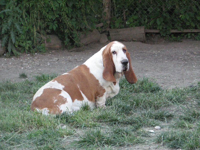 Publication : du clos des héllébores Auteur : vallez