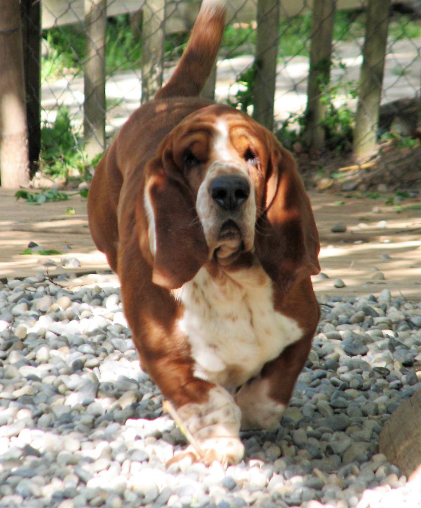 Publication : du clos des héllébores Auteur : vallez