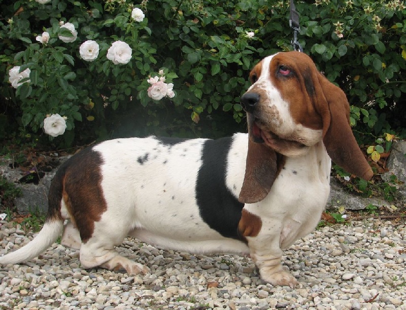 Publication : du clos des héllébores Auteur : vallez