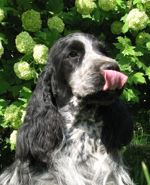 Publication : du clos des héllébores Auteur : vallez nadine