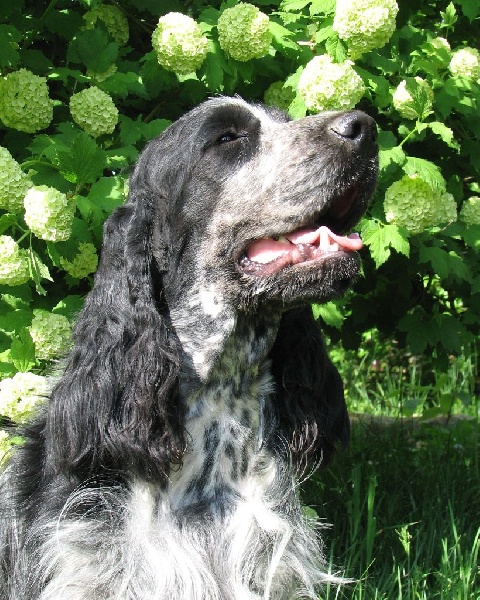 Publication : du clos des héllébores Auteur : vallez nadine