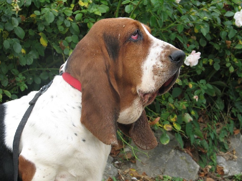 Publication : du clos des héllébores Auteur : vallez