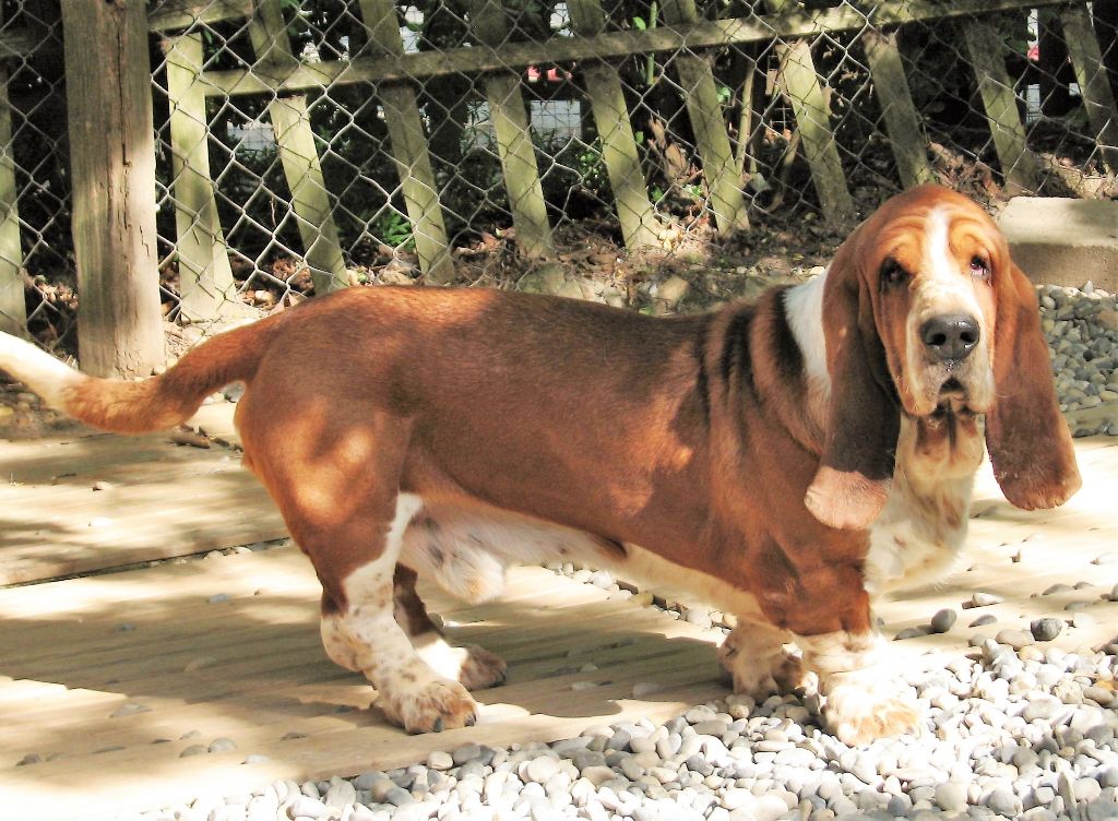 Publication : du clos des héllébores Auteur : vallez