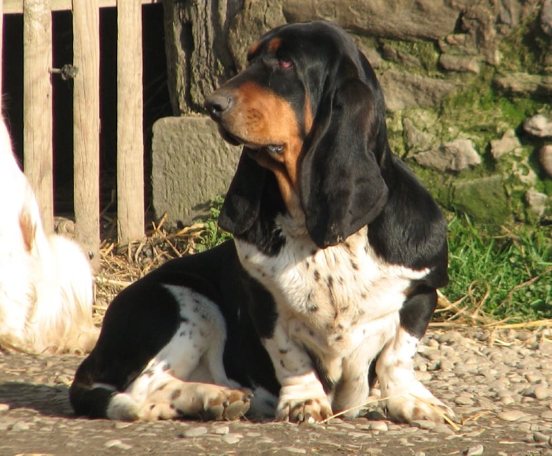 Publication : du clos des héllébores Auteur : nadine vallez