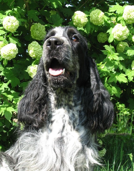 Publication : du clos des héllébores Auteur : vallez nadine