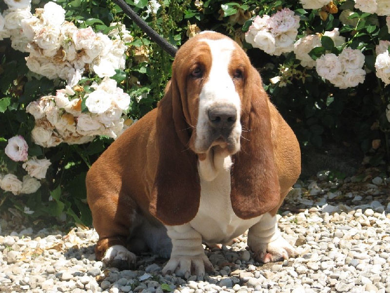 Publication : du clos des héllébores Auteur : vallez nadine