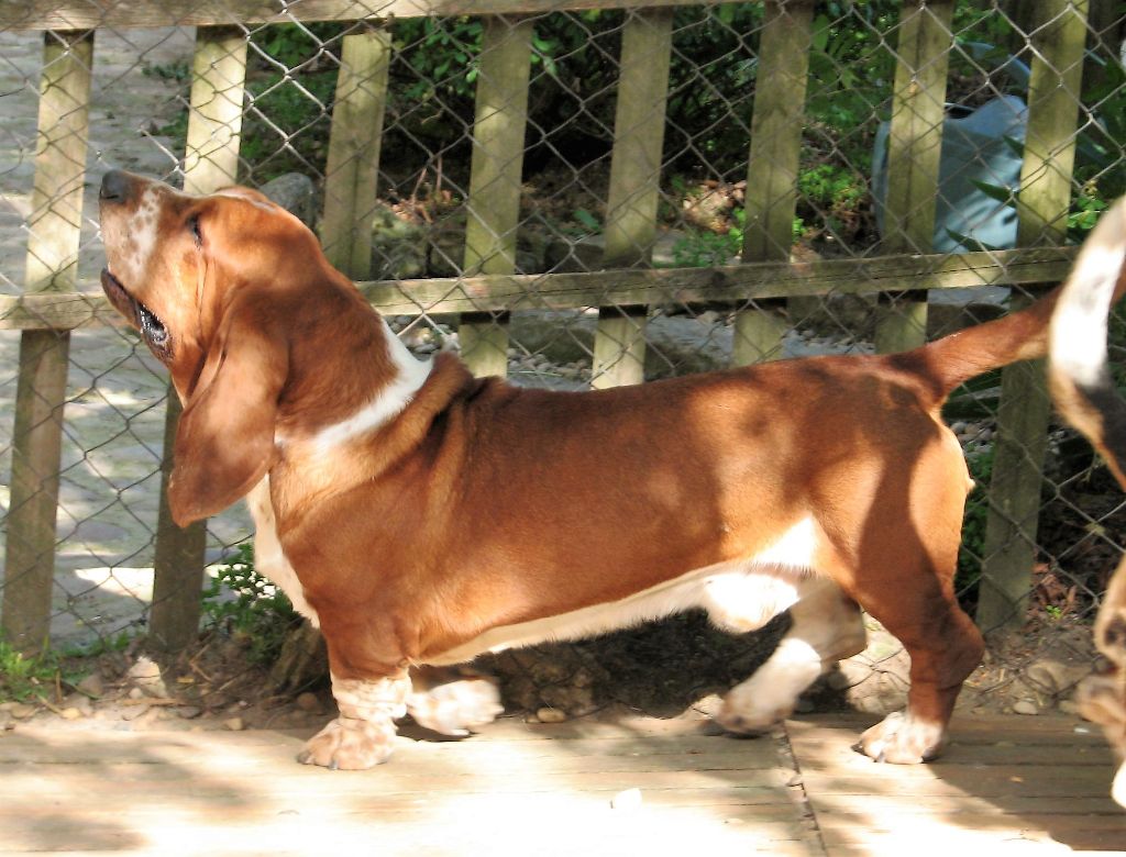 Publication : du clos des héllébores Auteur : vallez