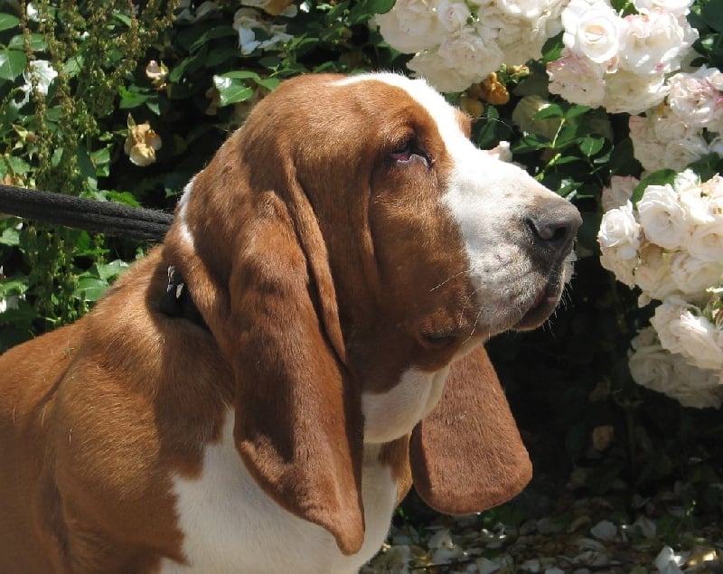 Publication : du clos des héllébores Auteur : vallez nadine