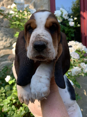 TERENCE - Basset Hound