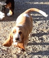 du clos des héllébores - Basset Hound - Portée née le 16/09/2018