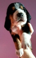 du clos des héllébores - Basset Hound - Portée née le 15/11/2018