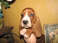 du clos des héllébores - Basset Hound - Portée née le 19/10/2018