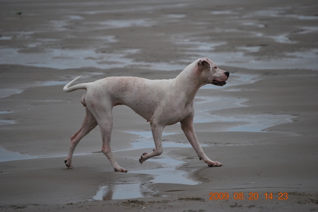 Publication : des Guerriers d'Albatre