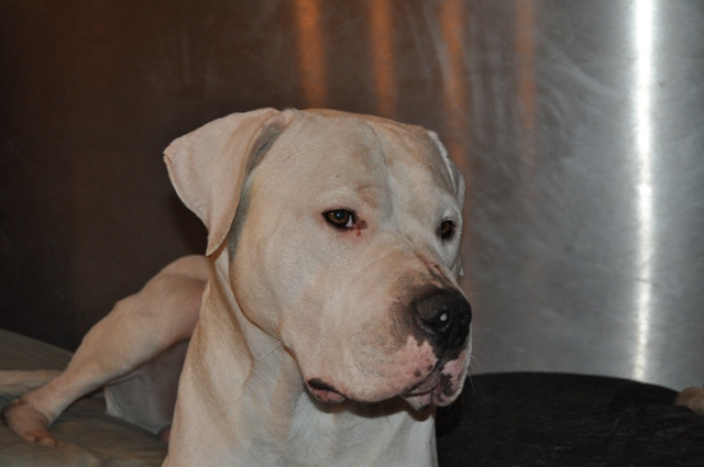 Publication : des Guerriers d'Albatre