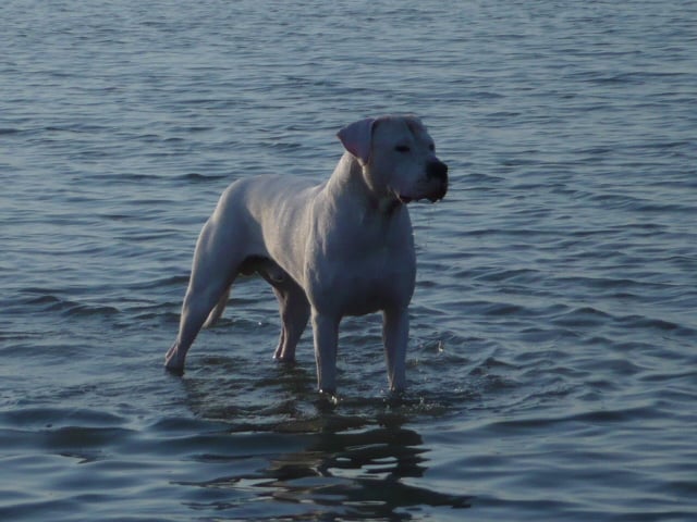 Publication : des Guerriers d'Albatre