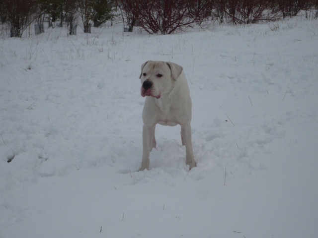 Publication : des Guerriers d'Albatre