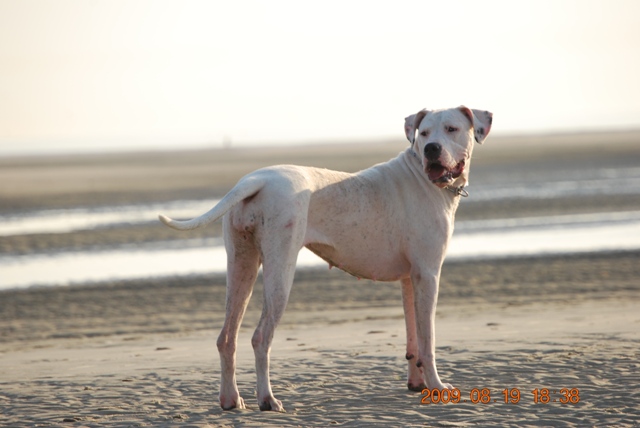 Publication : des Guerriers d'Albatre