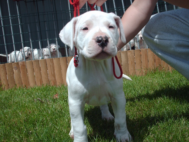 Publication : des Guerriers d'Albatre