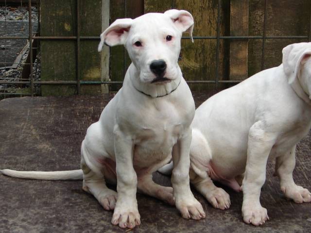 Publication : des Guerriers d'Albatre