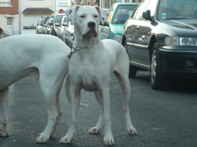 Publication : des Guerriers d'Albatre