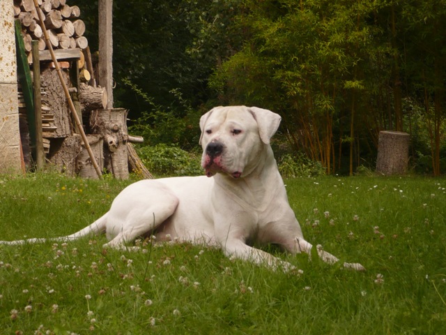 Publication : des Guerriers d'Albatre