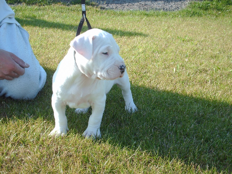 Publication : des Guerriers d'Albatre