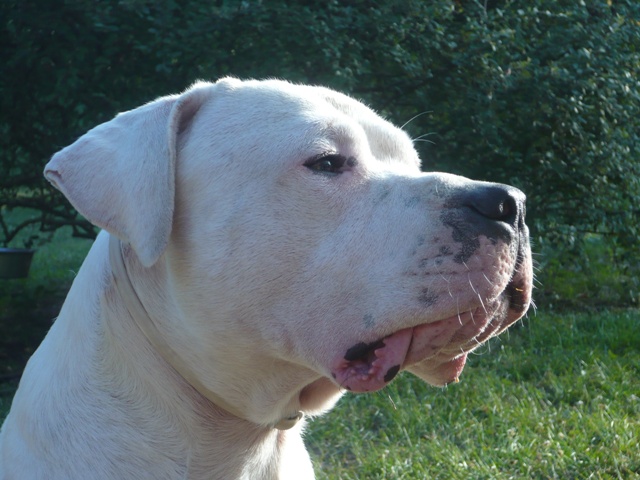 Publication : des Guerriers d'Albatre