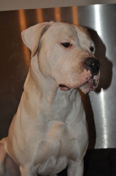 Publication : des Guerriers d'Albatre