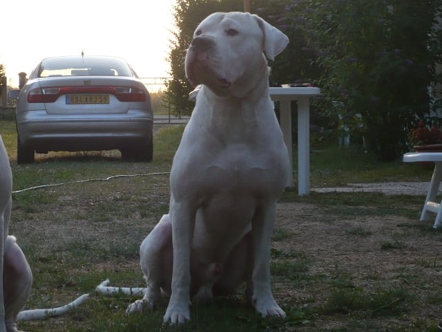 Publication : des Guerriers d'Albatre